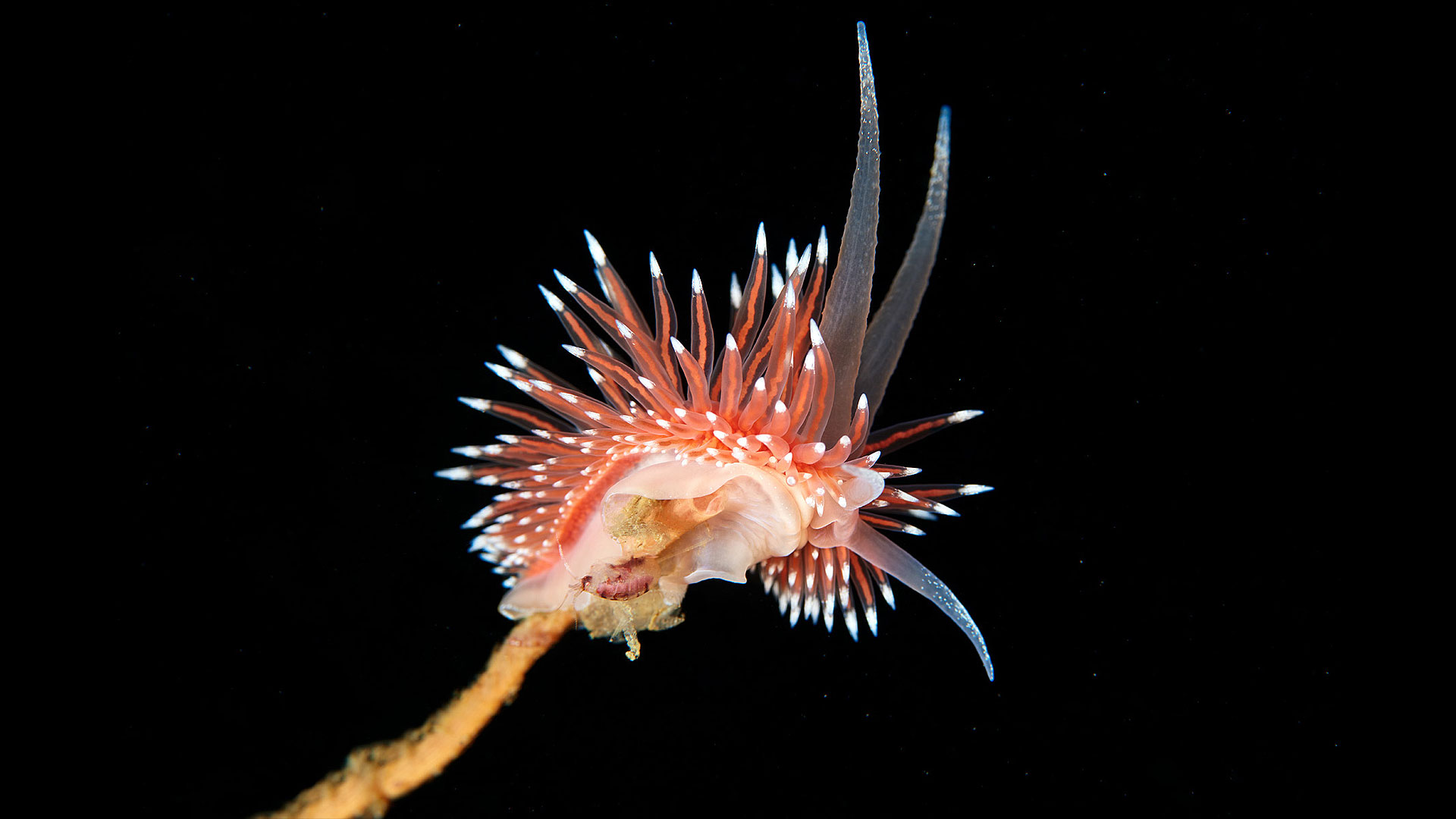 La rayonnante flabelline polaire : Flabellina polaris. Les nudibranches sont des mollusques gastéropodes possédant leurs branchies, organes de la respiration, hors du corps. Ils ont également une paire de tentacules servant à palper le substrat sur lequel ils évoluent. Les flabellines, comme ce Flabellina polaris vivant en Arctique, sont hermaphrodites. Elles disposent des organes sexuels des deux sexes, mais elles ne peuvent pas s’autoféconder. © Alexander Semenov