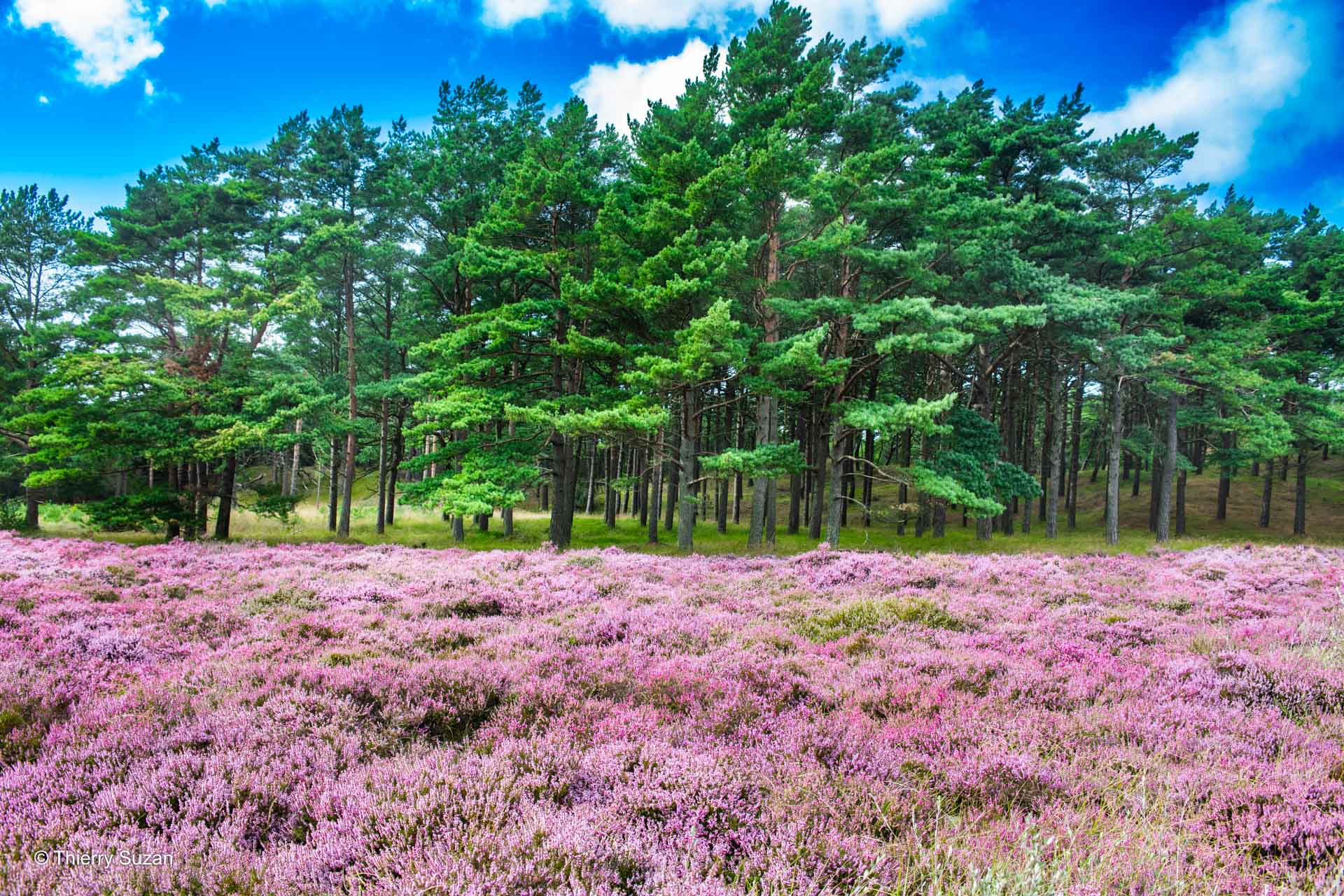 Dans les forêts paisibles de la péninsule du Jutland, la nature déploie ses vastes clairières et ses sentiers secrets, où le silence semble raconter des histoires anciennes. Rold Skov.© Thierry Suzan – Tous droits réservés