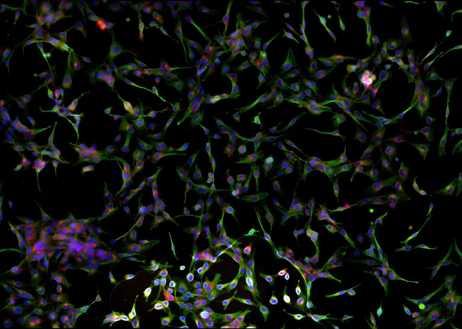 Image du site Futura Sciences