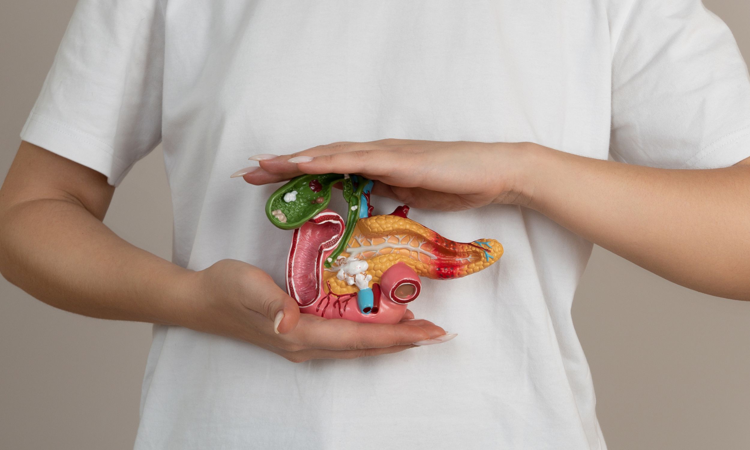 Le cancer du pancréas pourrait devenir la deuxième cause de mortalité par cancer en France d’ici 2030. ©filins, Adobe Stock